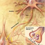 Brain Communication