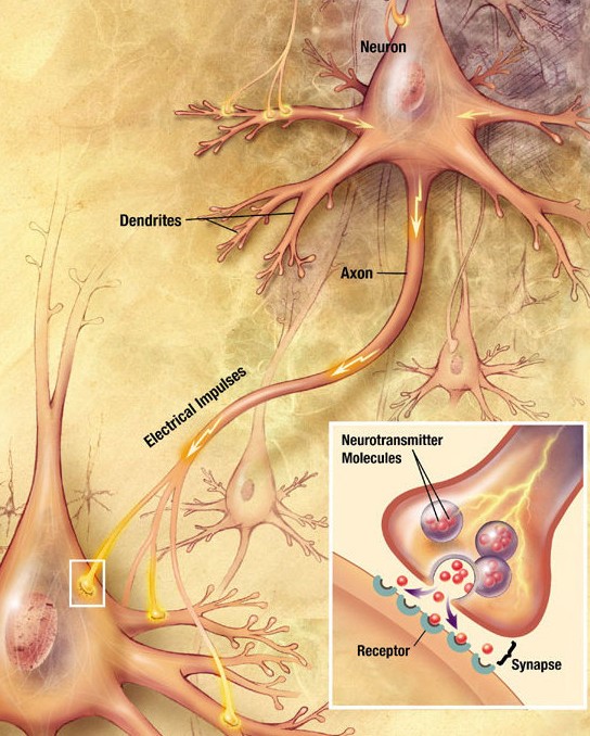 Brain Communication