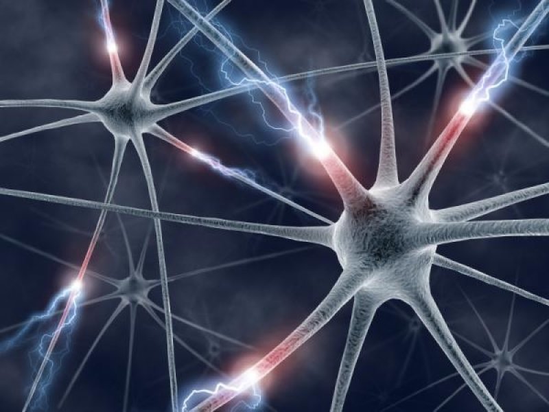 Healthy brain cells