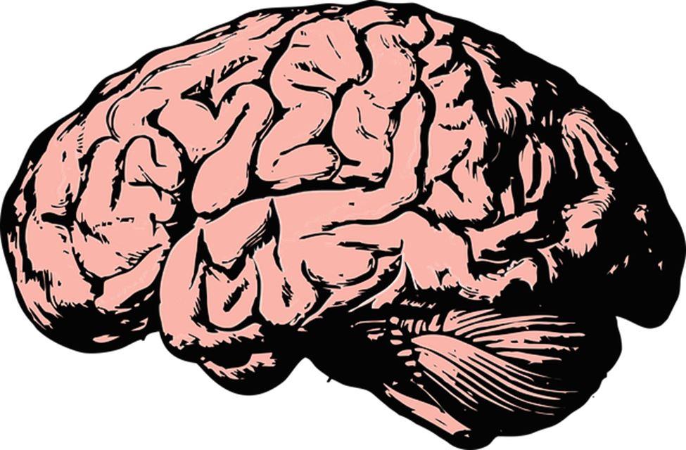 brain